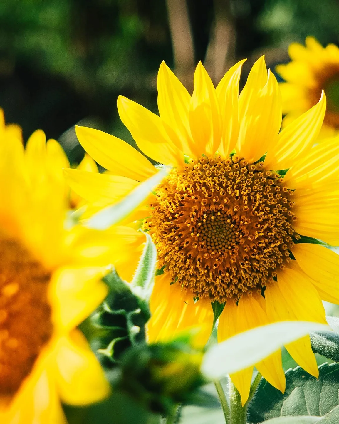 Bright sunflowers facing the sun on a clear day