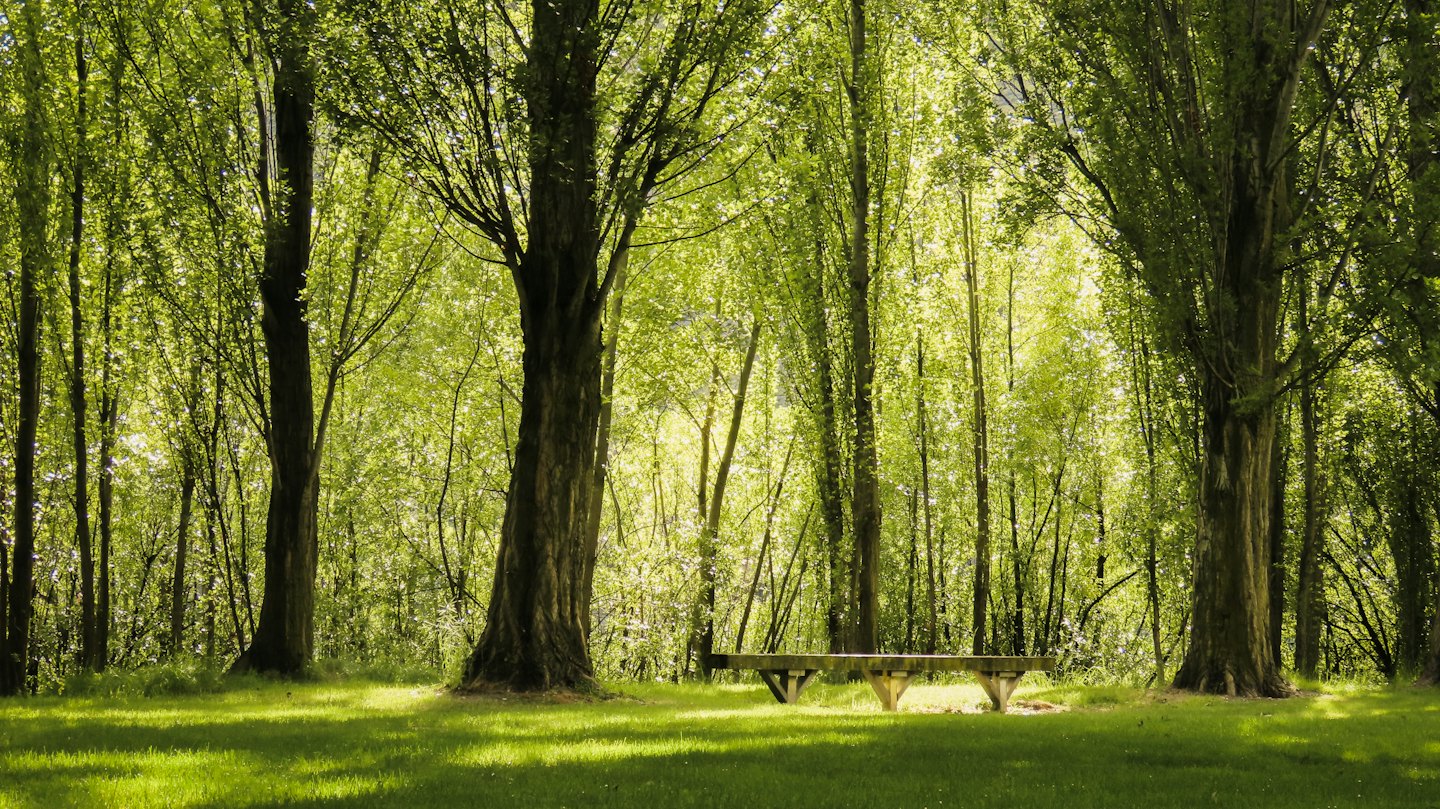 A rustic wooden bench sits in a grassy forest clearing.